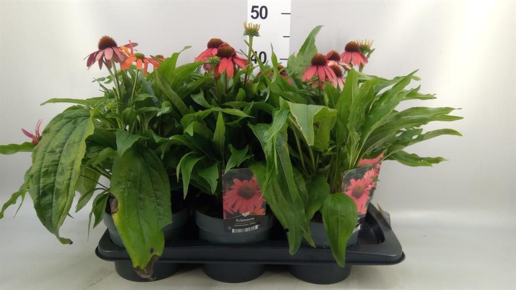 Горшечные цветы и растения оптом Echinacea ... от 6шт из Голландии с доставкой по России