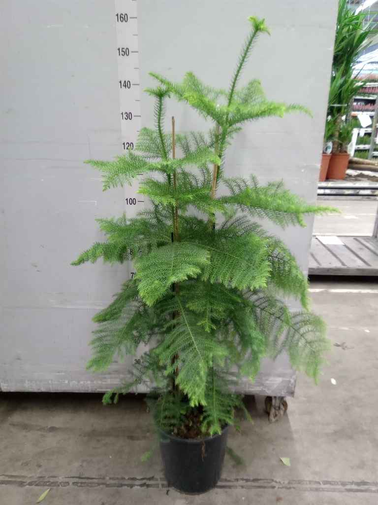 Горшечные цветы и растения оптом Araucaria Heterophylla от 1шт из Голландии с доставкой по России