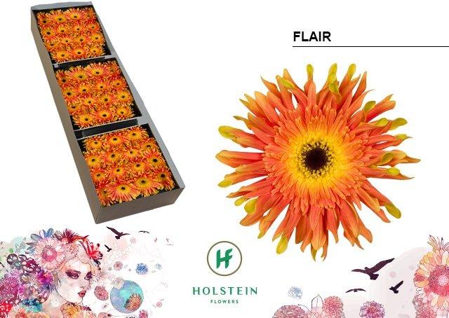 Срезанные цветы оптом Gerbera gerpasta flair от 45шт из Голландии с доставкой по России