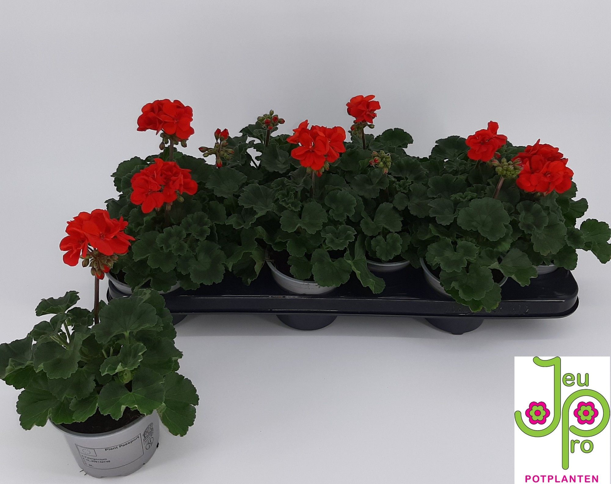 Горшечные цветы и растения оптом Pel Zon P Tan D Red от 12шт из Голландии с доставкой по России