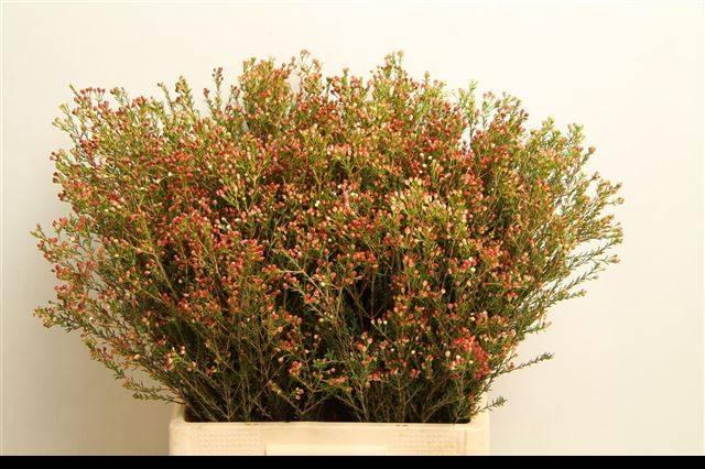 Срезанные цветы оптом Chamelaucium blondie от 100шт из Голландии с доставкой по России