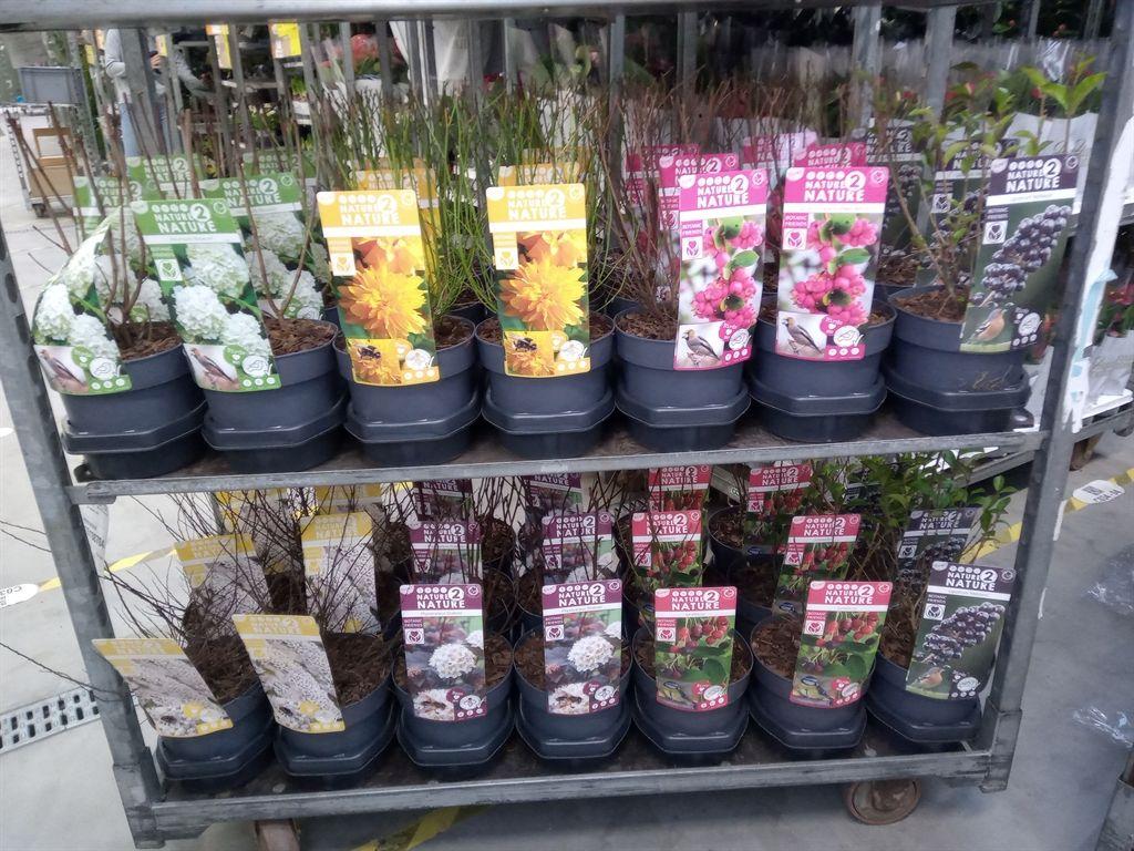 Горшечные цветы и растения оптом Heesters   ...mix          [scrubs] от 3шт из Голландии с доставкой по России