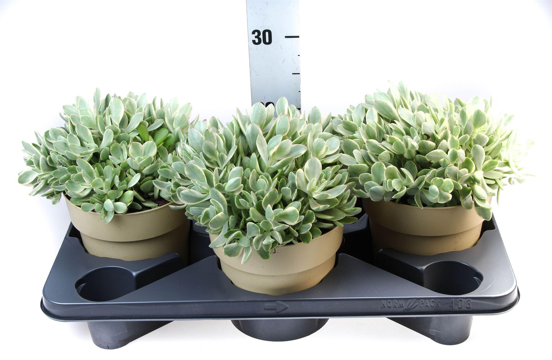 Горшечные цветы и растения оптом Crassula   ... от 3шт из Голландии с доставкой по России