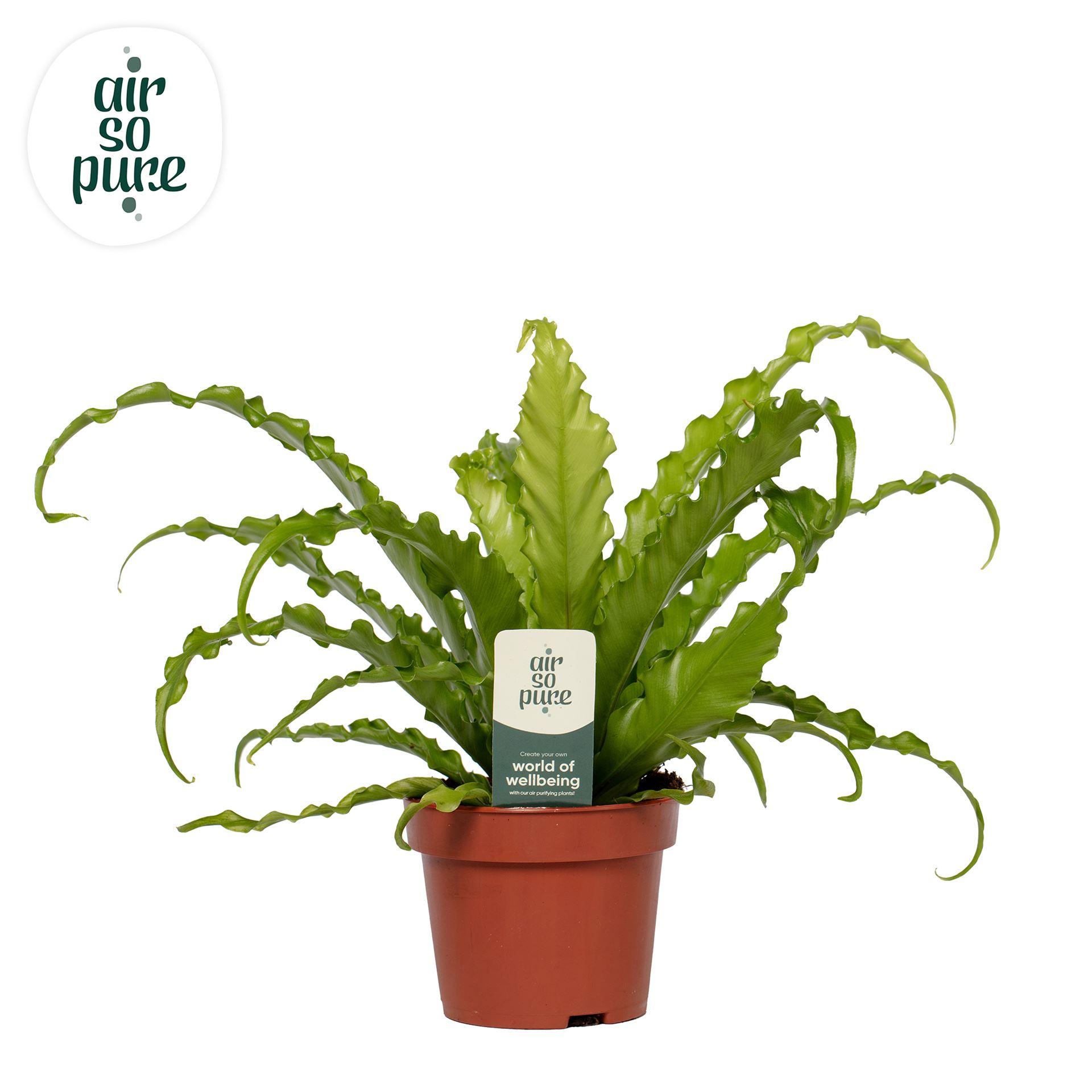 Горшечные цветы и растения оптом Asplenium Antiquum osaka от 6шт из Голландии с доставкой по России