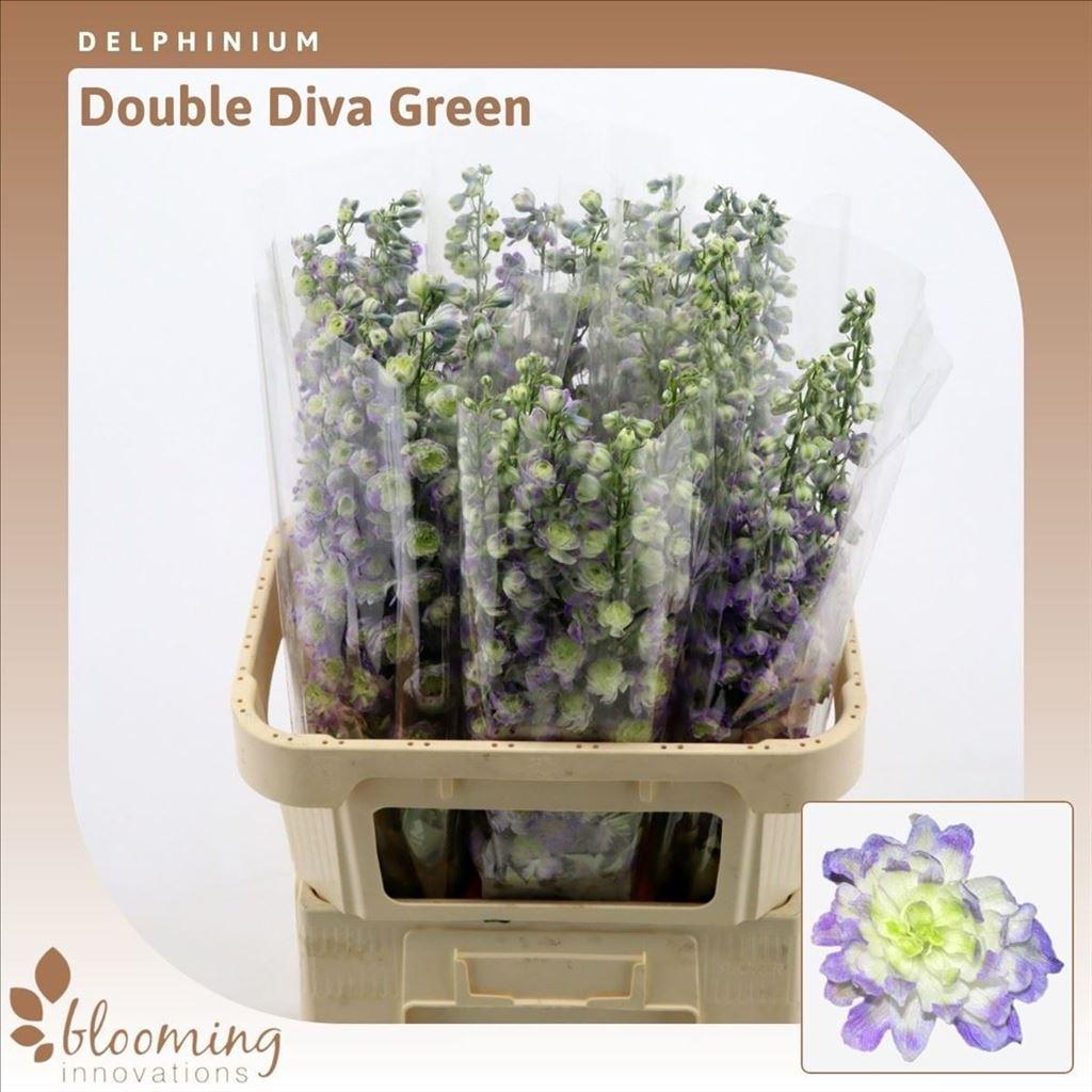 Срезанные цветы оптом Delphinium do el diva green от 30шт из Голландии с доставкой по России