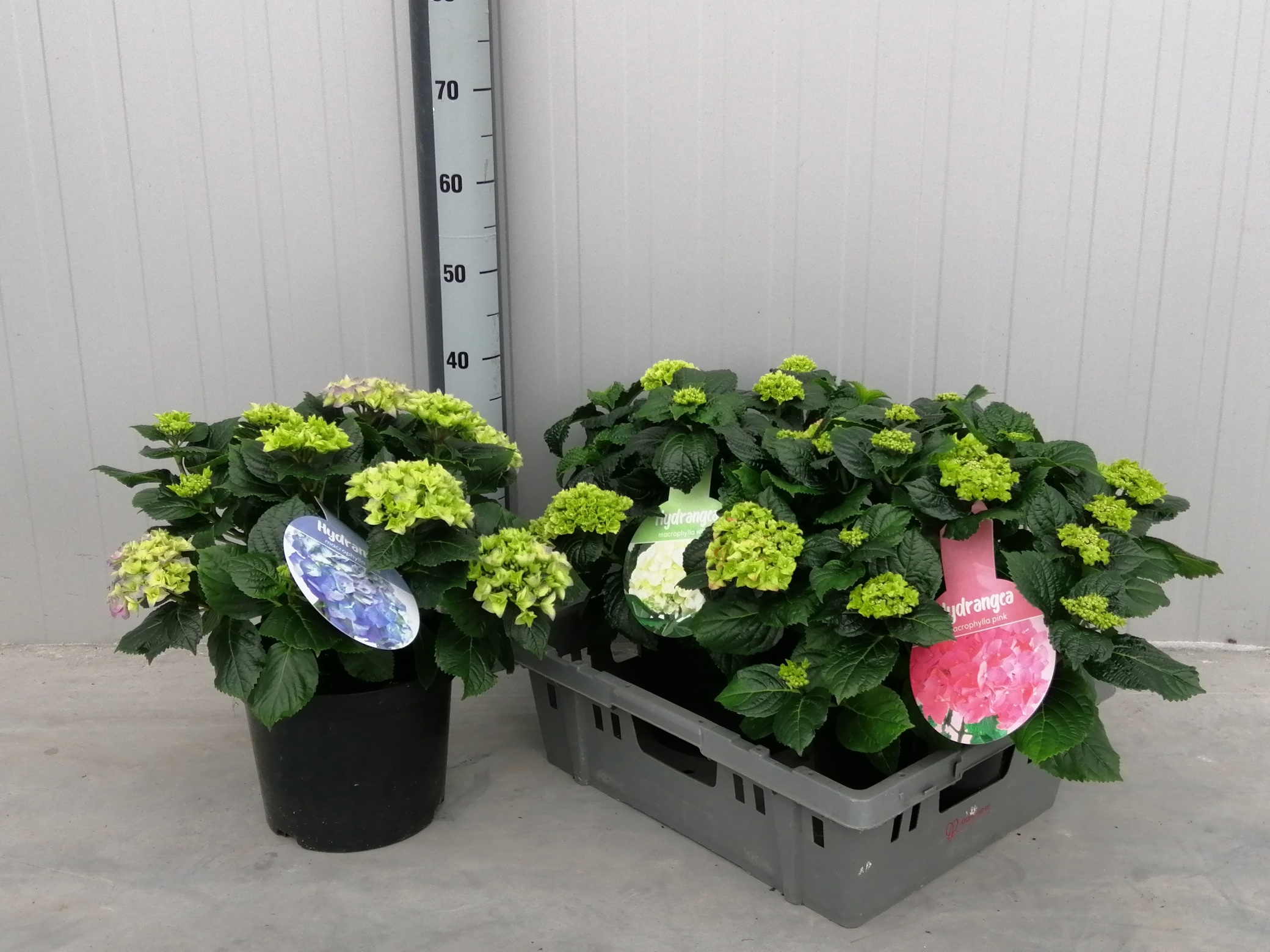 Горшечные цветы и растения оптом Hydr M Gem от 3шт из Голландии с доставкой по России