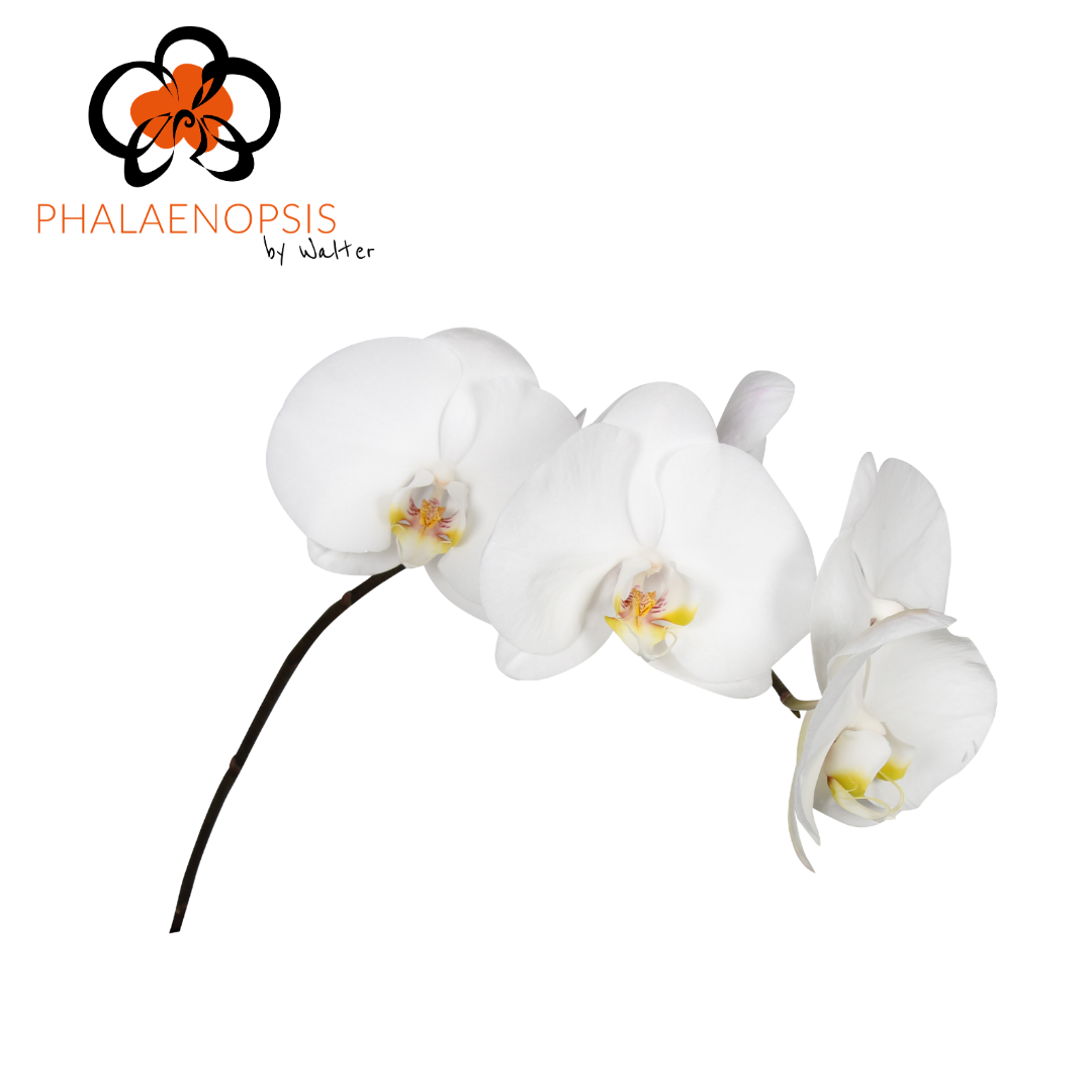 Срезанные цветы оптом Phalaenopsis sensation white (per stem) от 20шт из Голландии с доставкой по России