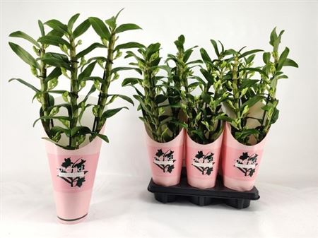 Горшечные цветы и растения оптом Dendr N S C Apollon Wild * Spring Deal * от 6шт из Голландии с доставкой по России
