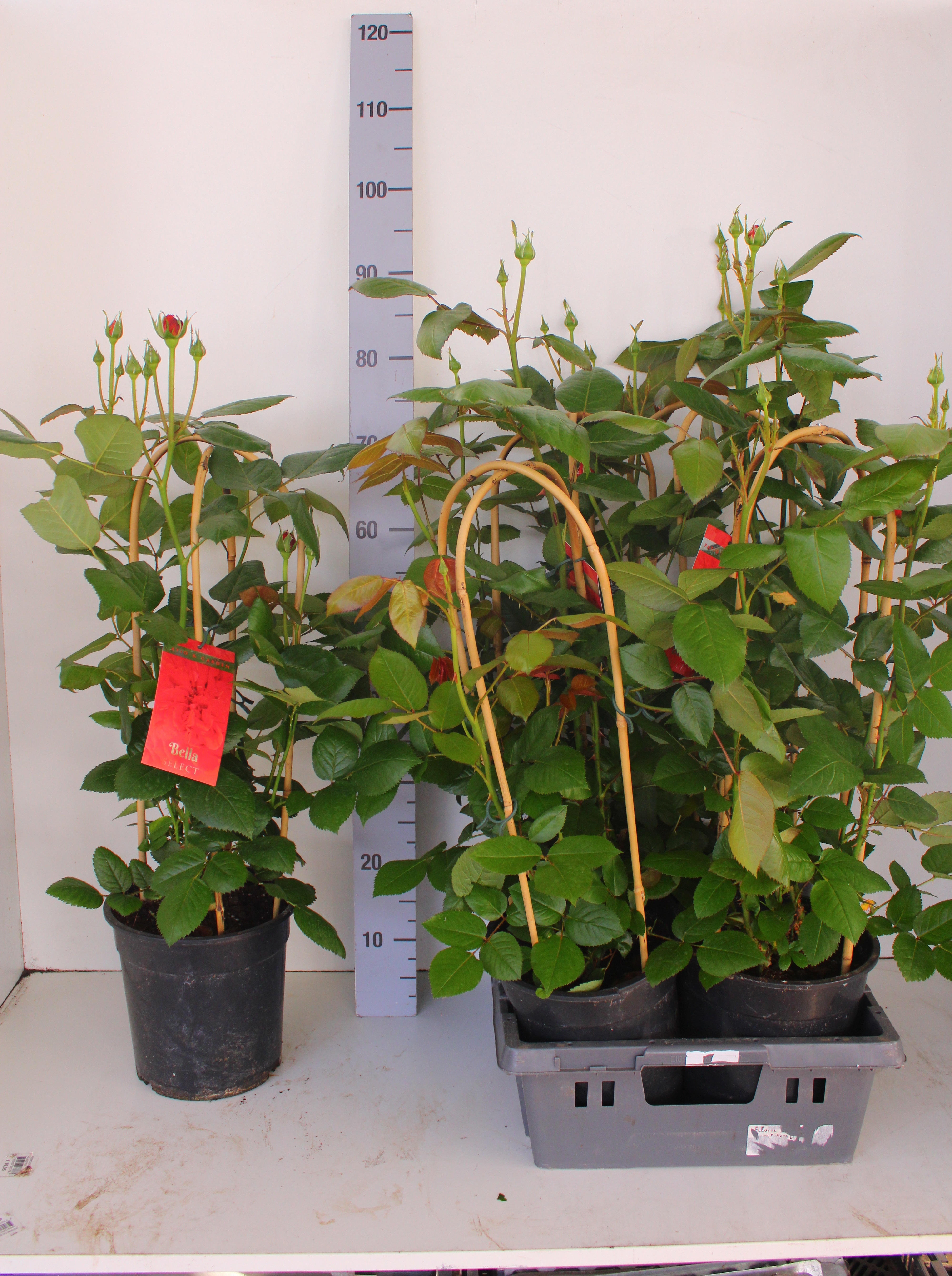 Горшечные цветы и растения оптом Rosa Fl Bella Select от 4шт из Голландии с доставкой по России