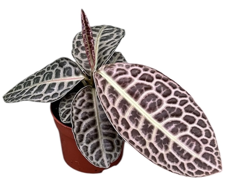 Горшечные цветы и растения оптом Labisia Turtle Back от 1шт из Голландии с доставкой по России