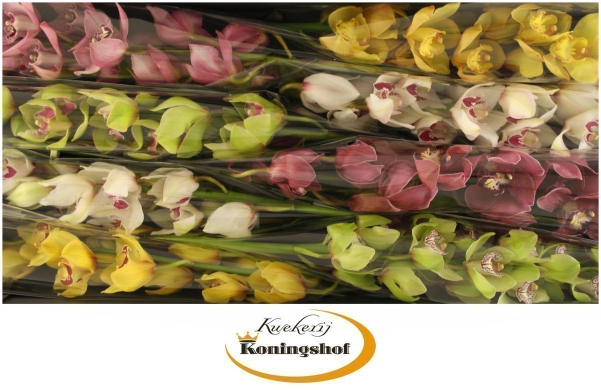 Срезанные цветы оптом Cymbidium mix от 8шт. из Голландии с доставкой по России