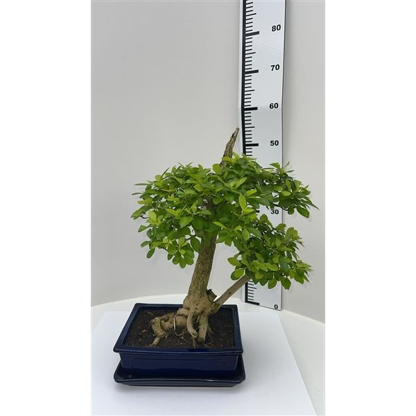 Горшечные цветы и растения оптом Bonsai Duranta Repens, Pot 25cm, Height 55cm, With от 1шт из Голландии с доставкой по России