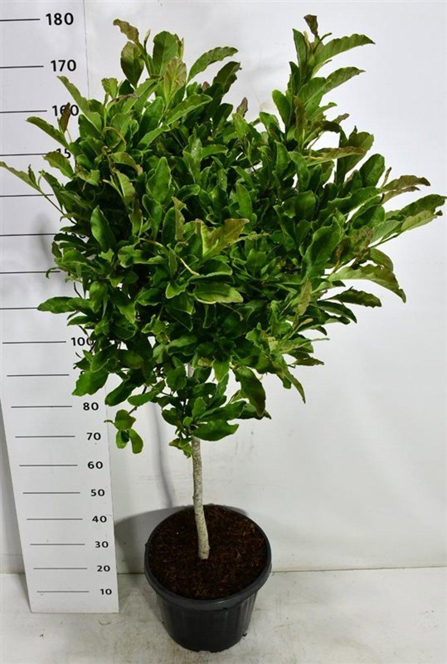 Горшечные цветы и растения оптом Magnolia Stel Rosea On Stem от 1шт из Голландии с доставкой по России
