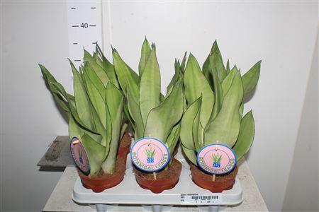 Горшечные цветы и растения оптом Sansev Moonshine от 6шт из Голландии с доставкой по России