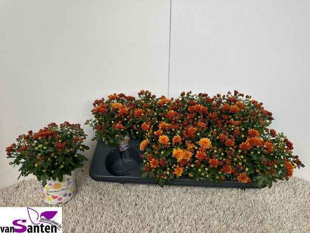 Горшечные цветы и растения оптом Chry Gard Dou Orange от 8шт из Голландии с доставкой по России
