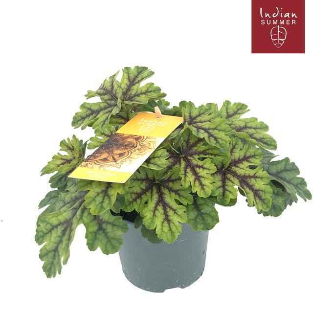 Горшечные цветы и растения оптом Heuchera Indian Summer Green от 10шт из Голландии с доставкой по России