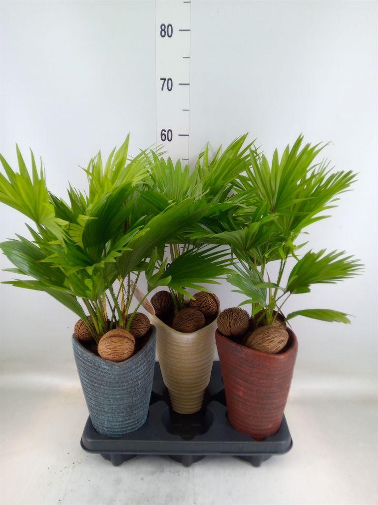 Горшечные цветы и растения оптом Livistona Rotundifolia от 3шт из Голландии с доставкой по России