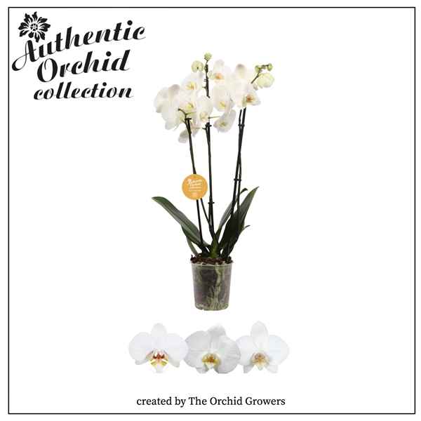 Горшечные цветы и растения оптом Phal 3st Authentic White 14+ (orchid Growers) от 10шт из Голландии с доставкой по России