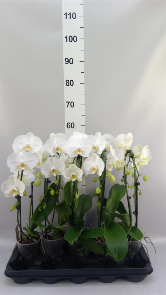 Горшечные цветы и растения оптом Phalaenopsis ant Glasgow от 5шт из Голландии с доставкой по России