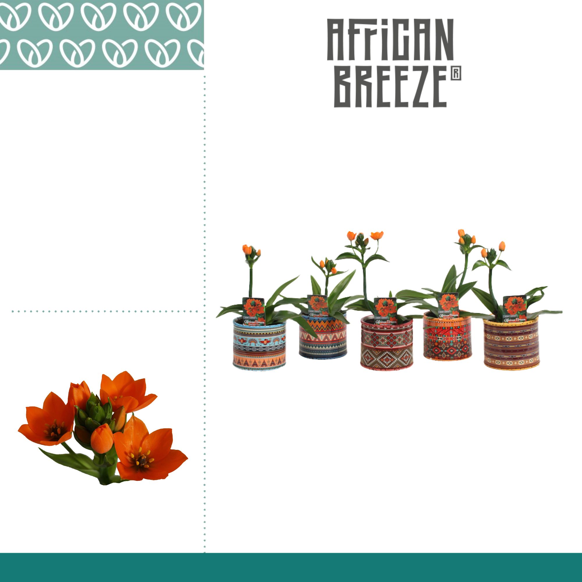 Горшечные цветы и растения оптом Ornithogalum Dubium Orange 1pp In Pot Africa от 6шт из Голландии с доставкой по России