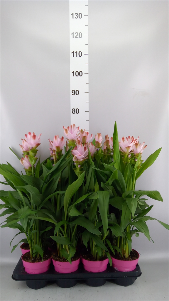 Горшечные цветы и растения оптом Curcuma Alism. siam Salsa от 8шт из Голландии с доставкой по России