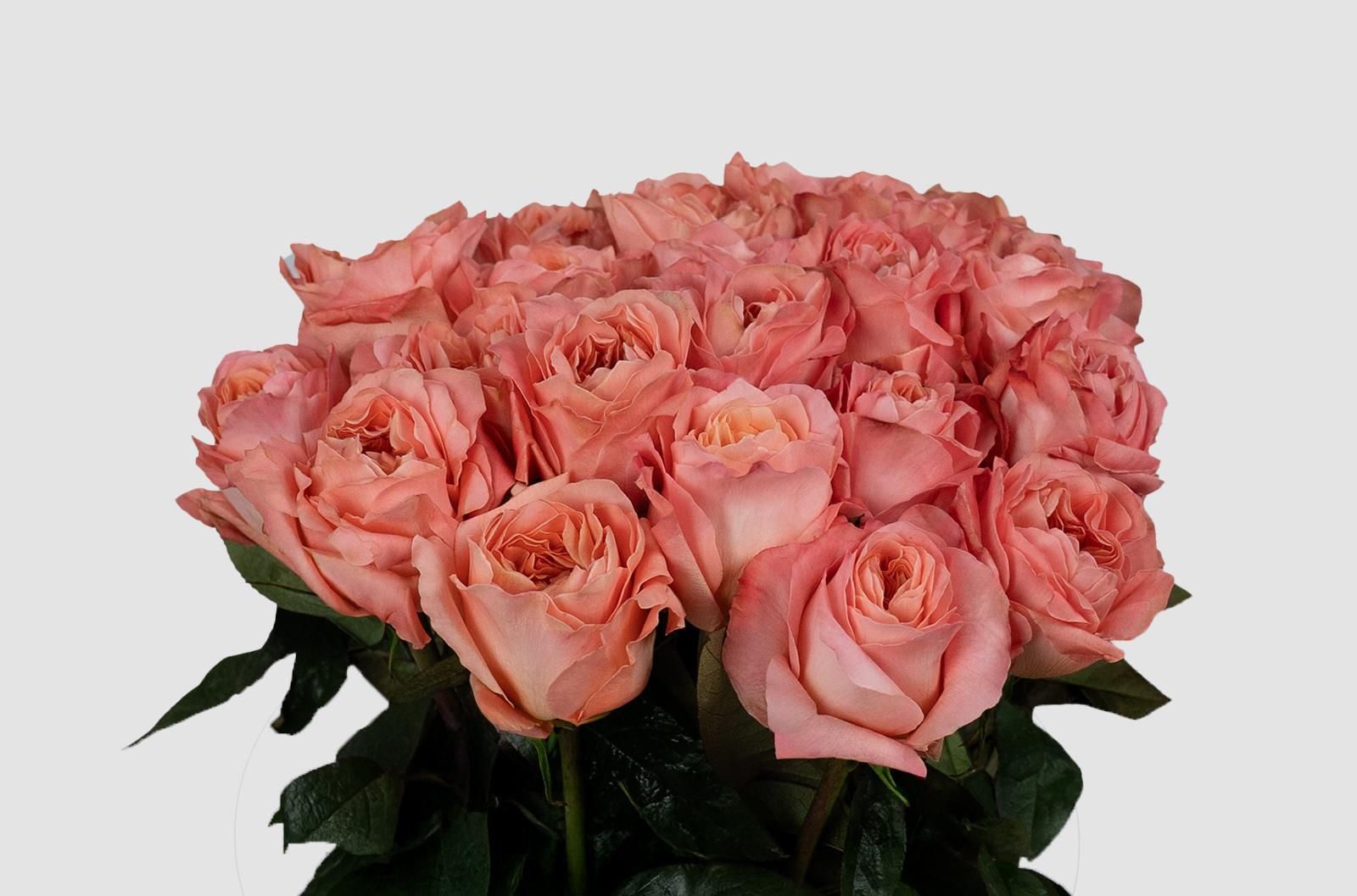 Срезанные цветы оптом Rosa ec dragonfly от 125шт из Голландии с доставкой по России