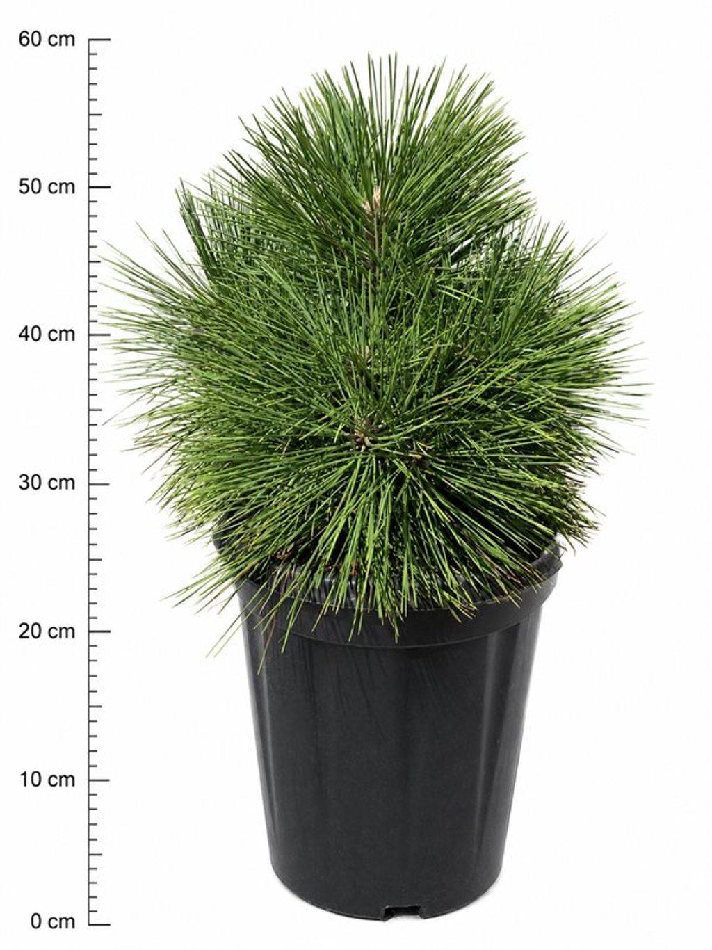 Горшечные цветы и растения оптом Pinus Resinosa pillnitz от 1шт из Голландии с доставкой по России
