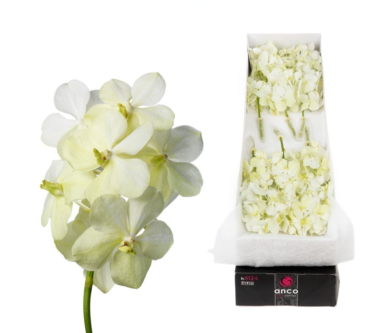 Срезанные цветы оптом Vanda tayanee white per stem от 5шт.. из Голландии с доставкой по России