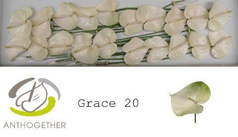 Срезанные цветы оптом Anthurium grace от 20шт из Голландии с доставкой по России