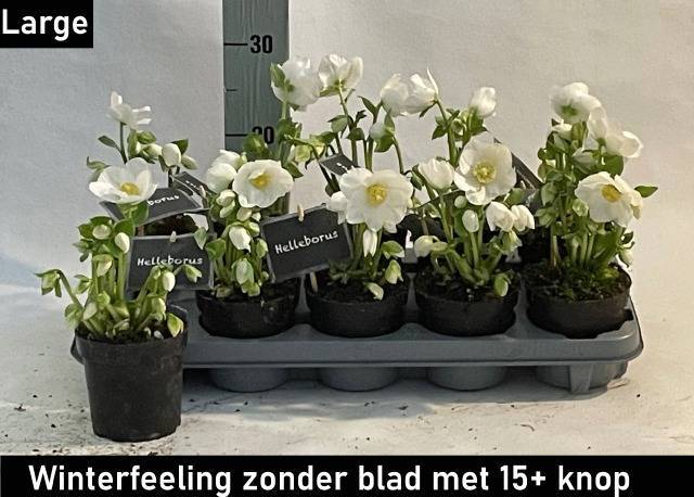 Горшечные цветы и растения оптом Hell Ni Winter Fleur от 10шт из Голландии с доставкой по России