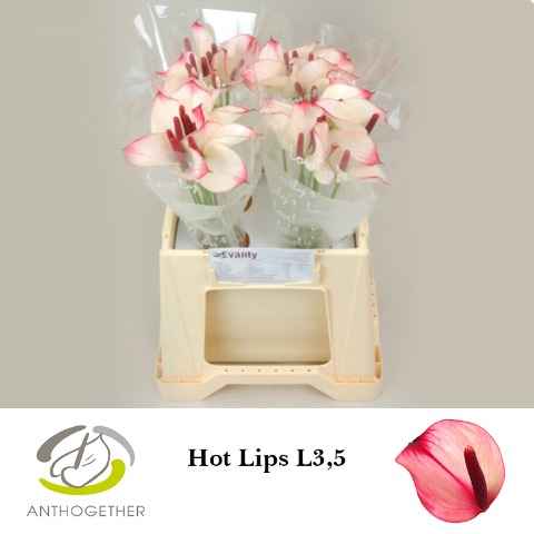 Срезанные цветы оптом Anthurium hot lips от 40шт из Голландии с доставкой по России