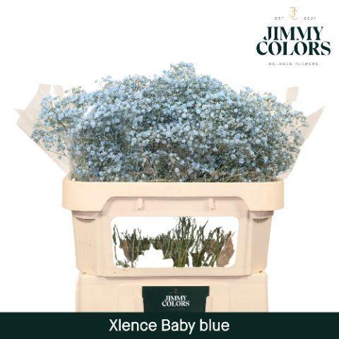 Срезанные цветы оптом Gyps large paint blue light от 25шт из Голландии с доставкой по России