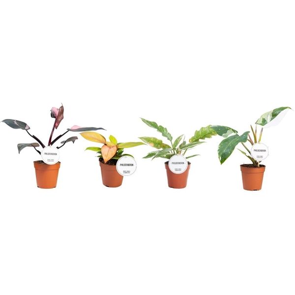 Горшечные цветы и растения оптом Philodendron Princess Mix от 6шт из Голландии с доставкой по России