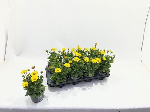 Горшечные цветы и растения оптом Osteo Senori Solana от 8шт из Голландии с доставкой по России Горшечные цветы и растения оптом Osteo Senori Solana от 8шт из Голландии с доставкой по России