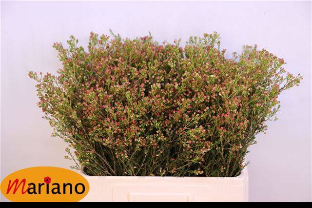 Срезанные цветы оптом Chamelaucium blondie от 125шт из Голландии с доставкой по России