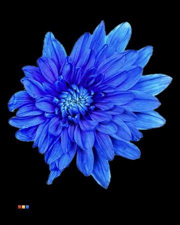 Срезанные цветы оптом Chrys sp paint euro blue dark от 40шт из Голландии с доставкой по России