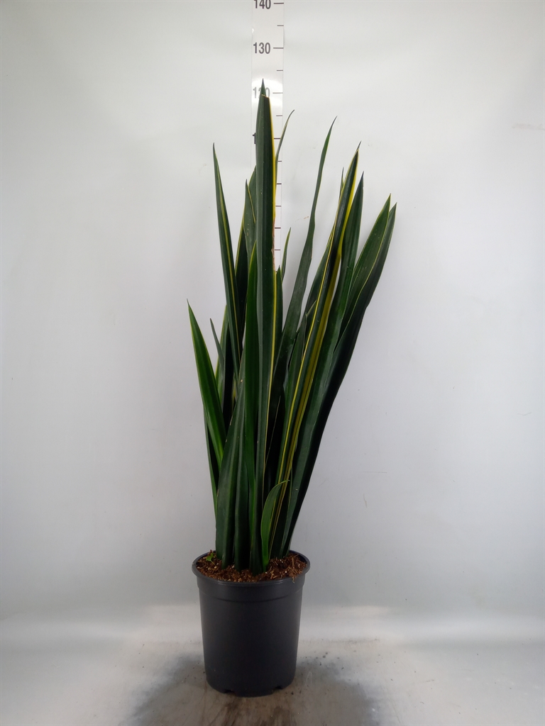 Горшечные цветы и растения оптом Sansevieria   ... от 1шт из Голландии с доставкой по России
