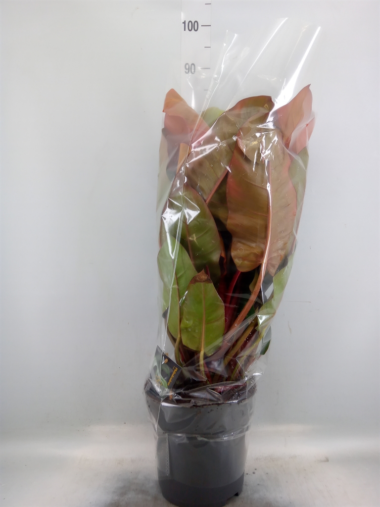 Горшечные цветы и растения оптом Philodendron   ... от 1шт из Голландии с доставкой по России
