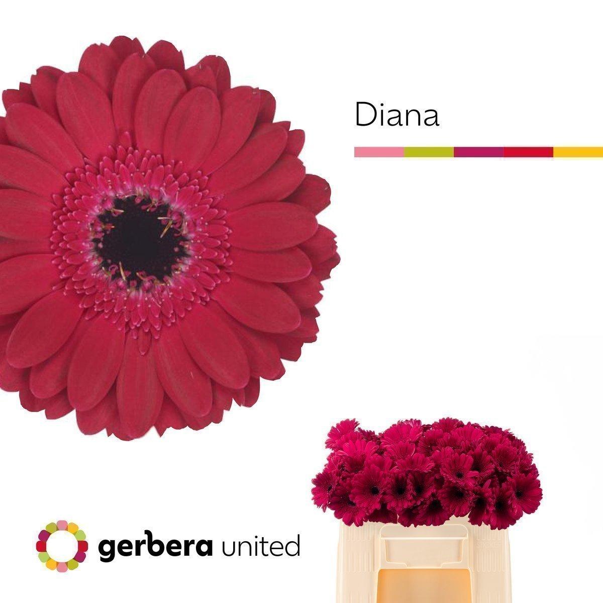 Срезанные цветы оптом Germini diana от 60шт. из Голландии с доставкой по России