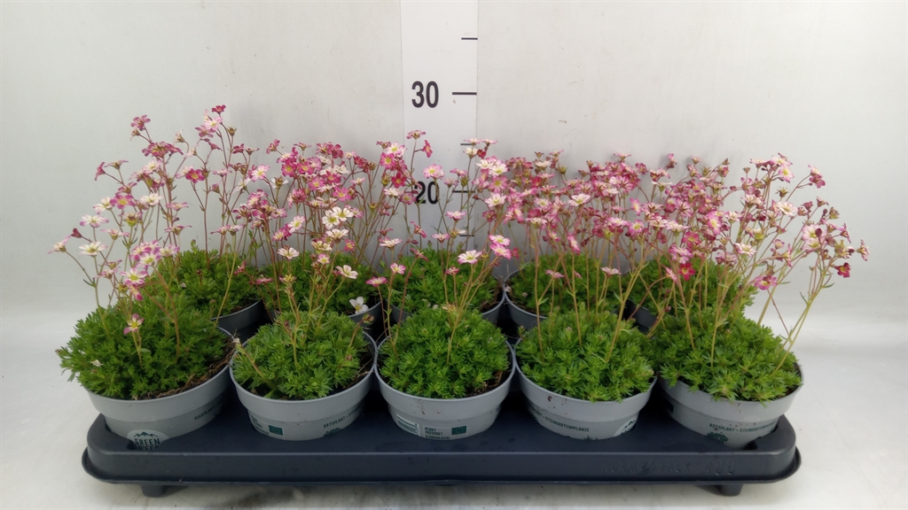 Горшечные цветы и растения оптом Saxifraga   ..kamerplant от 10шт из Голландии с доставкой по России