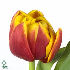 Срезанные цветы оптом Tulipa do cilesta от 150шт из Голландии с доставкой по России