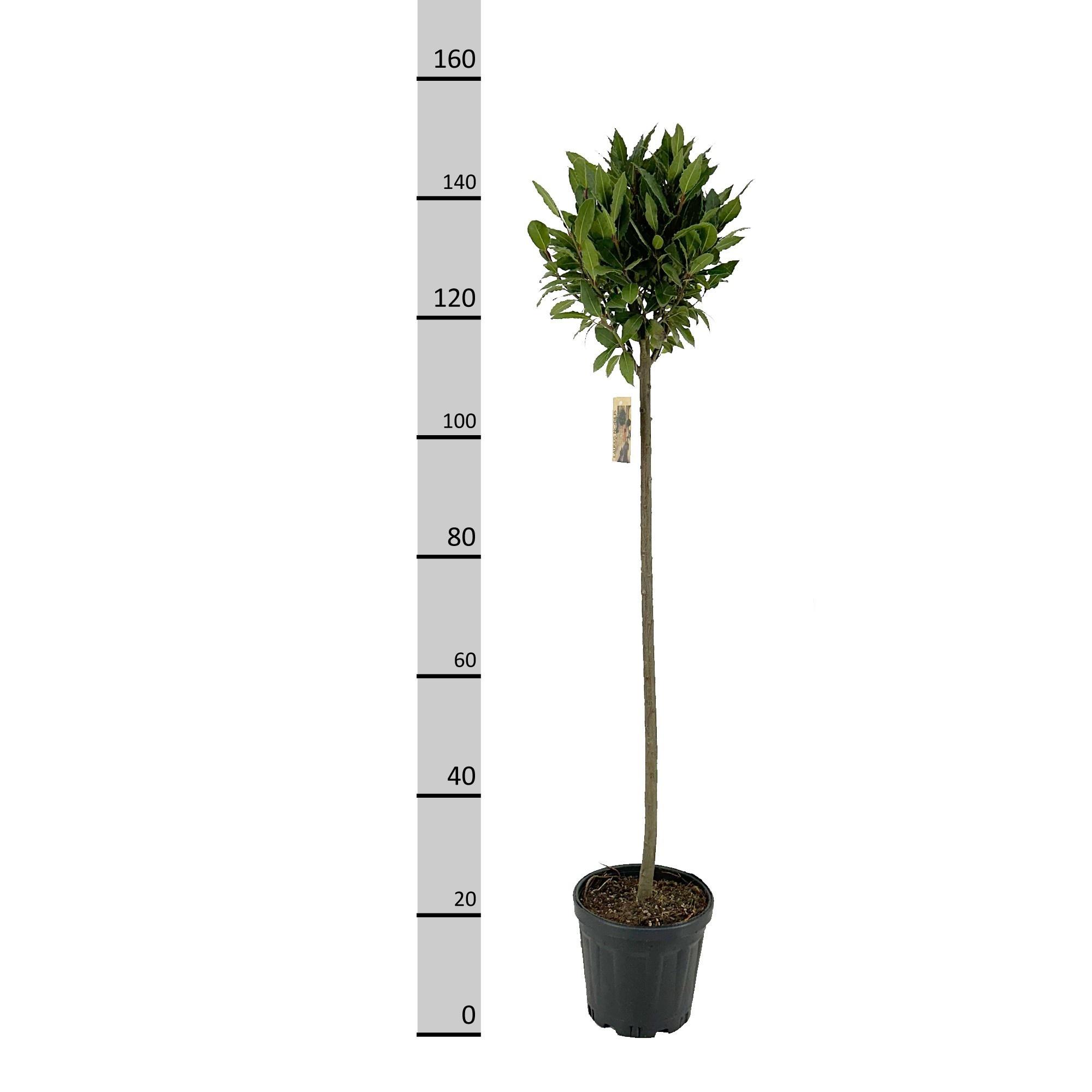 Горшечные цветы и растения оптом Lau Nobilis от 1шт из Голландии с доставкой по России