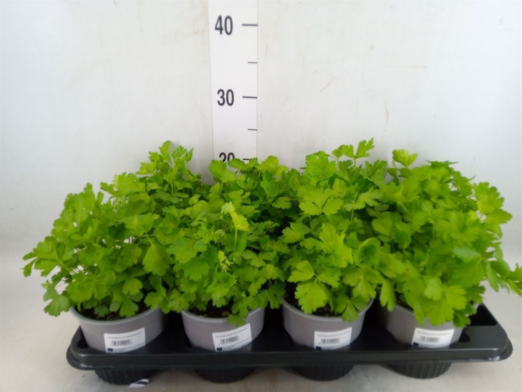 Горшечные цветы и растения оптом Tuinkruiden   ... от 8шт из Голландии с доставкой по России