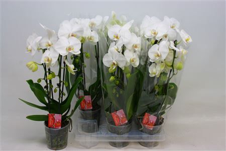Горшечные цветы и растения оптом Phal El Magic Art Cascade 2 Branches 16+ от 6шт из Голландии с доставкой по России