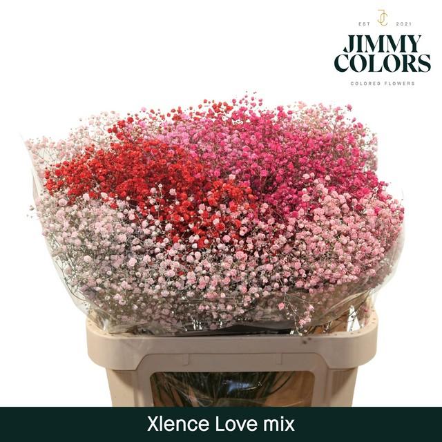 Срезанные цветы оптом Gyps large paint mix love от 25шт из Голландии с доставкой по России