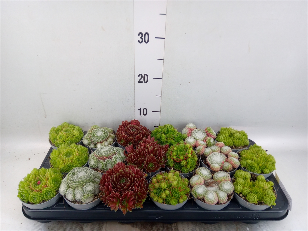 Горшечные цветы и растения оптом Sempervivum   ... от 18шт (для телеги) из Голландии с доставкой по России
