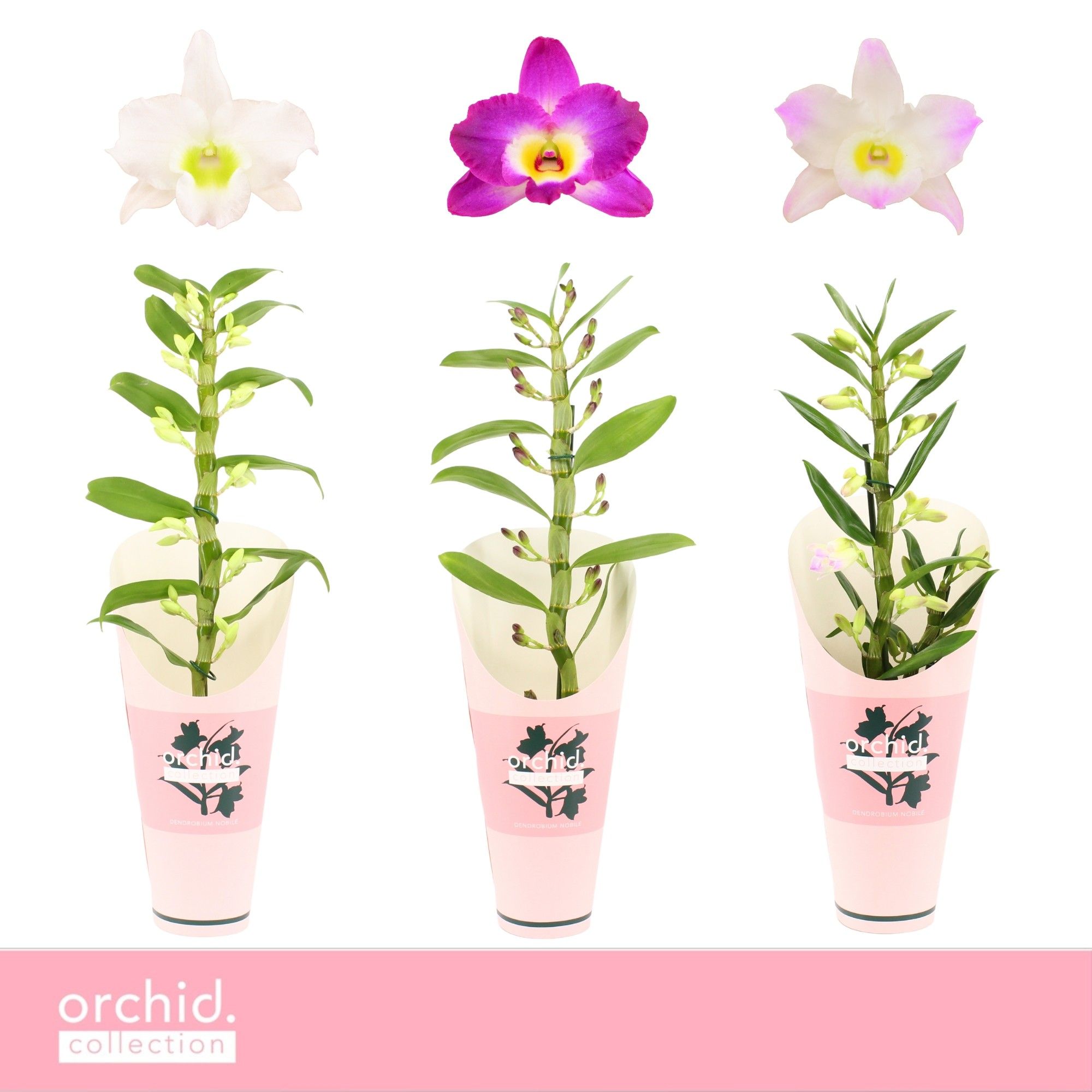 Горшечные цветы и растения оптом Dendr Nob 1st Mix Orchid Collection от 6шт из Голландии с доставкой по России