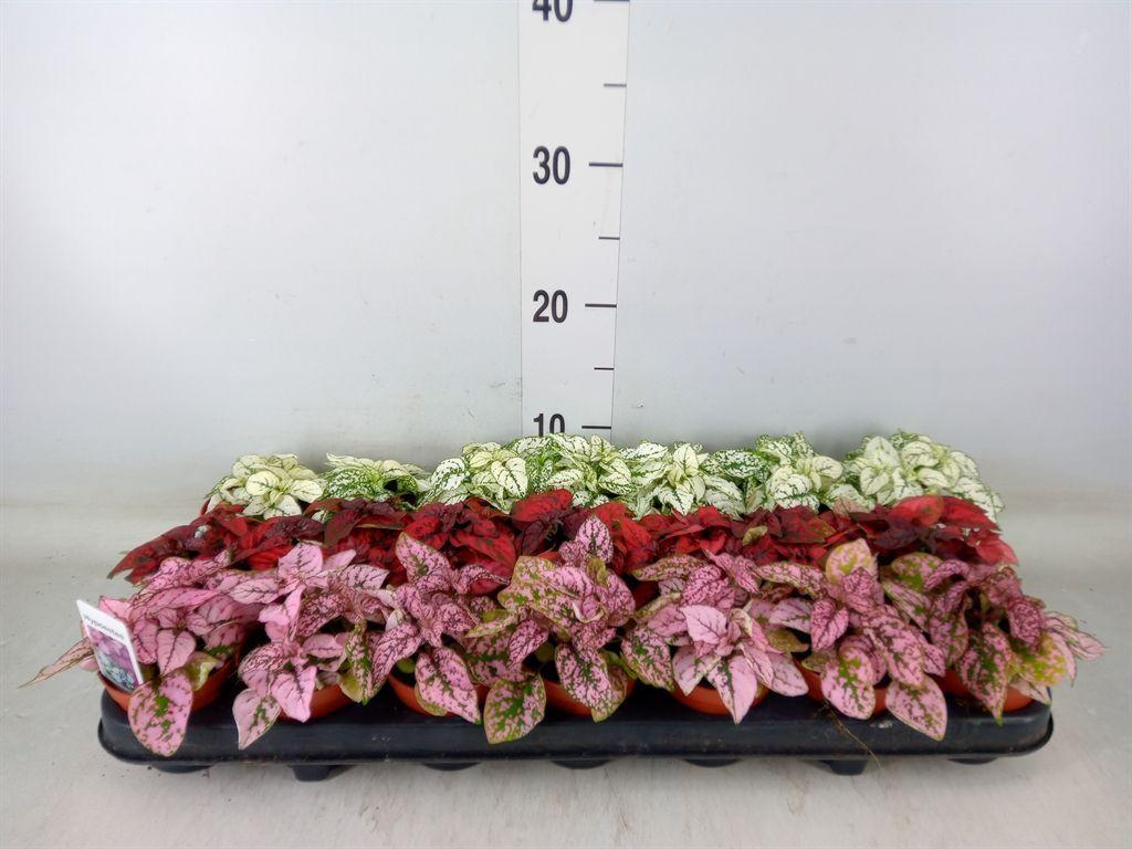 Горшечные цветы и растения оптом Hypoestes Phyllo.   ...mix от 21шт (для телеги) из Голландии с доставкой по России