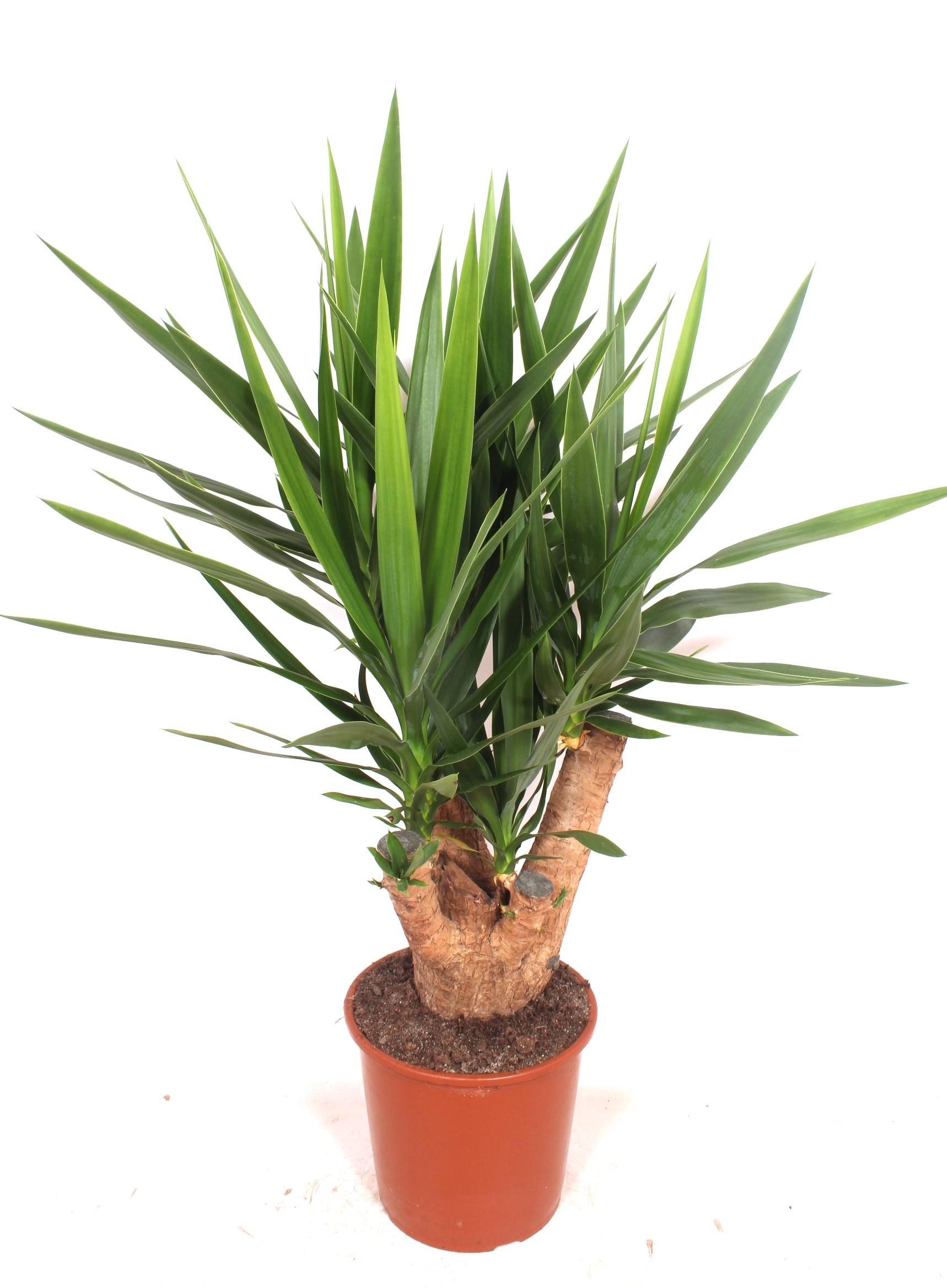 Горшечные цветы и растения оптом Yucca Branched от 1шт из Голландии с доставкой по России
