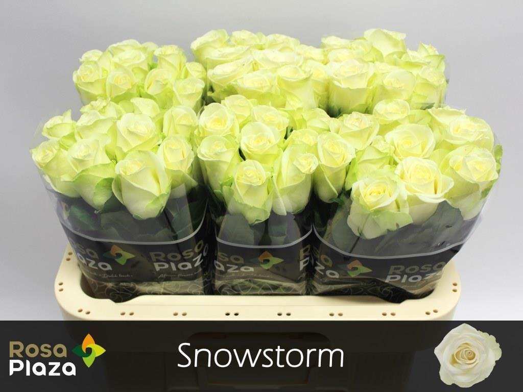 Срезанные цветы оптом Rosa large snowstorm+ от 60шт... из Голландии с доставкой по России